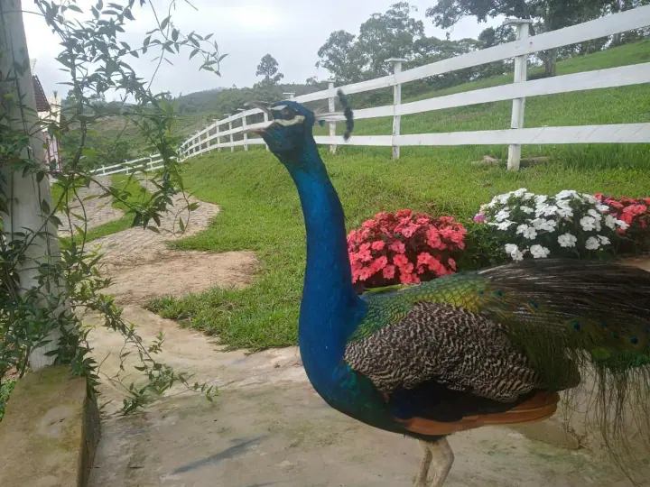 Pavão caminhando no gramado diante dos chalés rosa